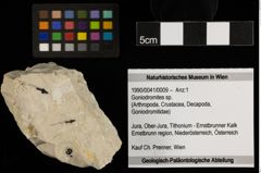 Foto (Objekt + Etiketten) von Goniodromites sp. (NHMW-GEO-1990-0041-0009)